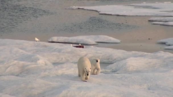 Mère ours polaire et son ourson sur glace froide floe .