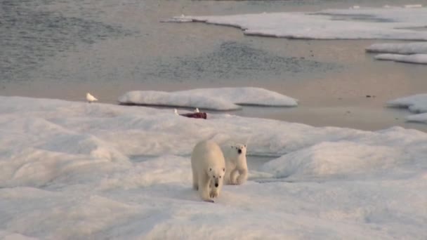 Mamma isbjörn och hennes unge på kall isflak. — Stockvideo