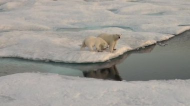 Anne kutup ayısı ve yavrusunu soğuk buz parçası üzerinde.