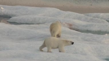 Anne kutup ayısı ve yavrusunu soğuk buz parçası üzerinde.