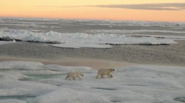Anne kutup ayısı ve yavrusunu soğuk buz parçası üzerinde.