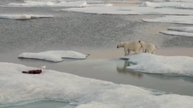Anne kutup ayısı ve yavrusunu soğuk buz parçası üzerinde.
