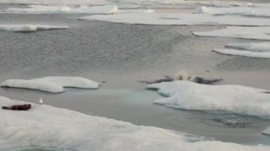 Anne kutup ayısı ve yavrusunu soğuk buz parçası üzerinde.