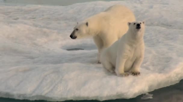 Mère ours polaire et son ourson sur glace froide floe .