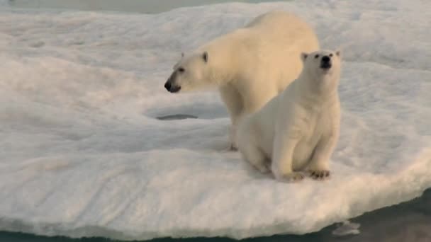 Mamma isbjörn och hennes unge på kall isflak. — Stockvideo