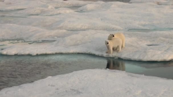 Mãe urso polar e seu filhote no gelo frio floe . — Vídeo de Stock