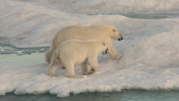 Matka niedźwiedź polarny i jej cub na zimno krze. — Wideo stockowe