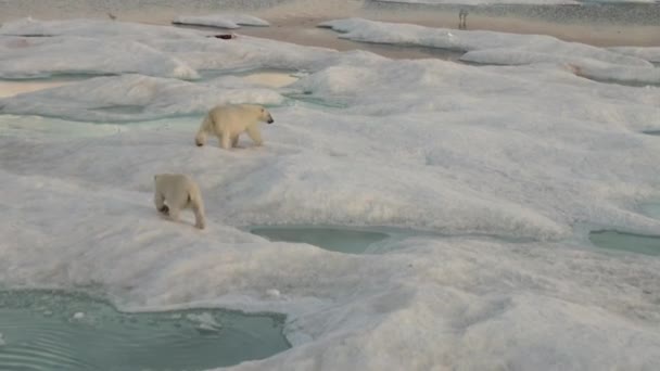 Matka niedźwiedź polarny i jej cub na zimno krze. — Wideo stockowe