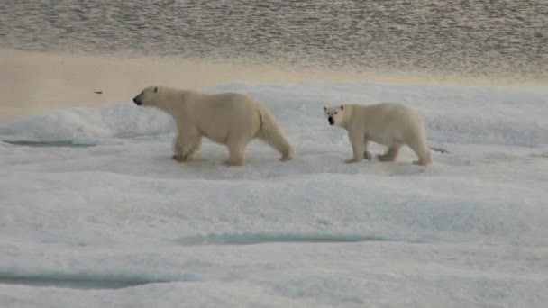 Anya jegesmedve és a kölyök, a hideg úszó jégtábla.