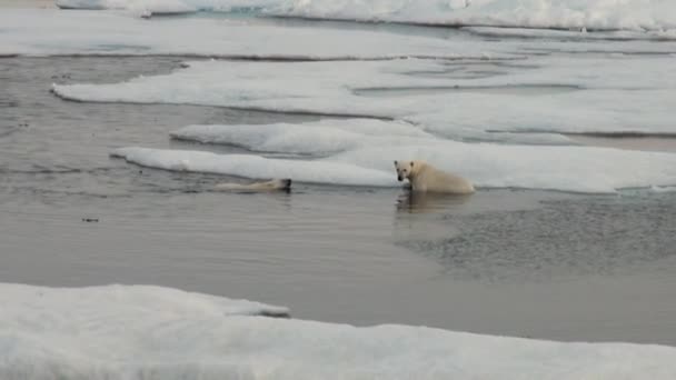 Matka niedźwiedź polarny i jej cub na zimno krze. — Wideo stockowe