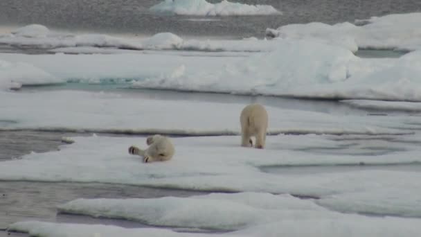 Mother polar bear and her cub on cold ice floe. — Stock Video