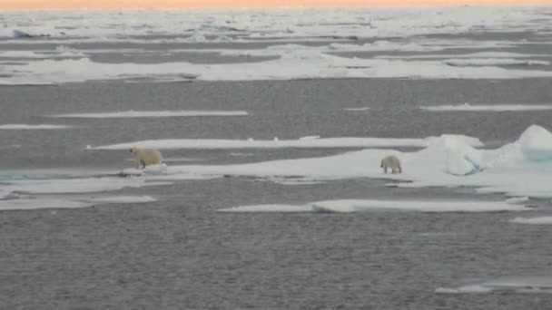 Matka ledního medvěda a její mládě na chladné ledová kra. — Stock video
