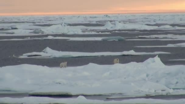 Matka niedźwiedź polarny i jej cub na zimno krze. — Wideo stockowe