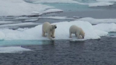 Anne kutup ayısı ve yavrusunu soğuk buz parçası üzerinde.