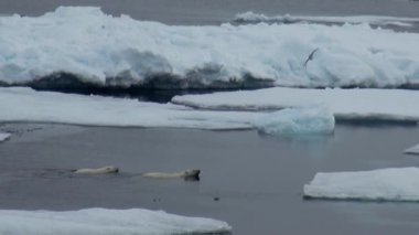 Anne kutup ayısı ve yavrusunu soğuk buz parçası üzerinde.