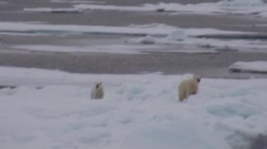 Anne kutup ayısı ve yavrusunu soğuk buz parçası üzerinde.