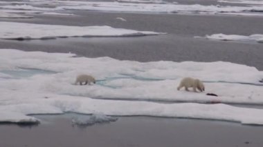 Anne kutup ayısı ve yavrusunu soğuk buz parçası üzerinde.