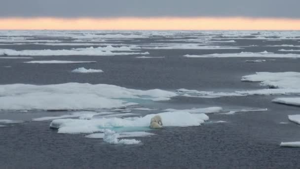 Mamma isbjörn och hennes unge på kall isflak. — Stockvideo