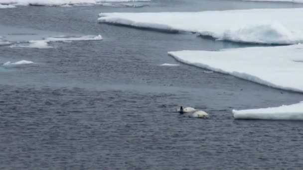 Anya jegesmedve és a kölyök, a hideg úszó jégtábla. — Stock videók
