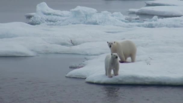 Anya jegesmedve és a kölyök, a hideg úszó jégtábla.