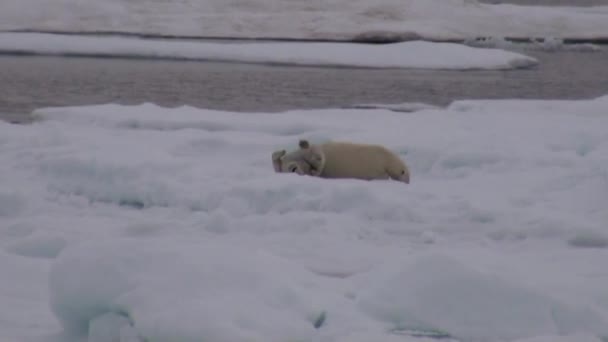 Mamma isbjörn och hennes unge på kall isflak. — Stockvideo