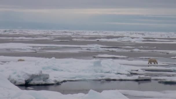 Mère ours polaire et son ourson sur glace froide floe . — Video