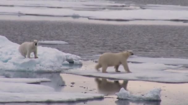 Мать полярный медведь и ее детеныш на холодной льдине . — стоковое видео