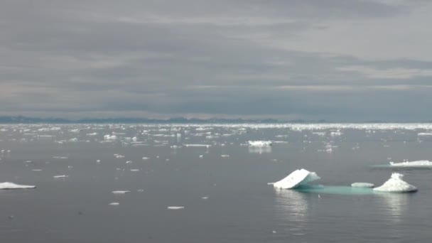 Iicebergs drijvende in zee rond Groenland. — Stockvideo