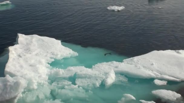 Iicebergs 在格陵兰岛附近的海中漂浮. — 图库视频影像
