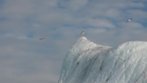 Grands icebergs flottant en mer autour du Groenland . — Video