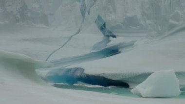 Büyük Iicebergs Denizi çevresinde Grönland yüzen.