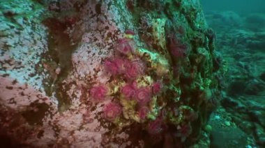 Deniz hayat tüy silgi solucan deniz yatağı üzerinde.