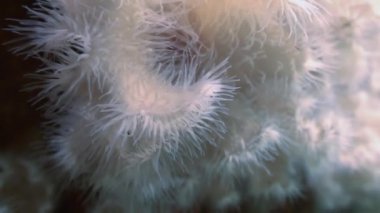 Deniz beyaz anemonlar actinia bir taş zemin üzerinde.