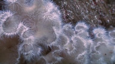 Deniz beyaz anemonlar actinia bir taş zemin üzerinde.