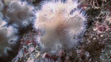Deniz beyaz anemonlar actinia bir taş zemin üzerinde.