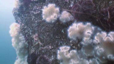 Deniz beyaz anemonlar actinia bir taş zemin üzerinde.