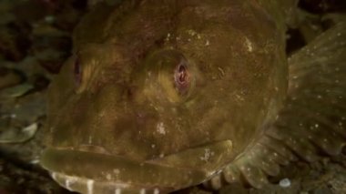 Balık ve deniz kestanesi deniz dibinin buzlu arasında.