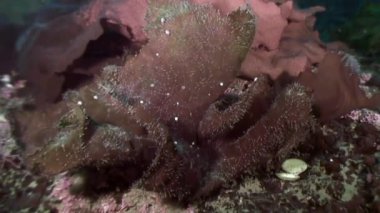 Çalılıkları kahverengi çimen, deniz tabanı üzerinde deniz yosunu.