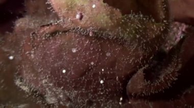 Çalılıkları kahverengi çimen, deniz tabanı üzerinde deniz yosunu.