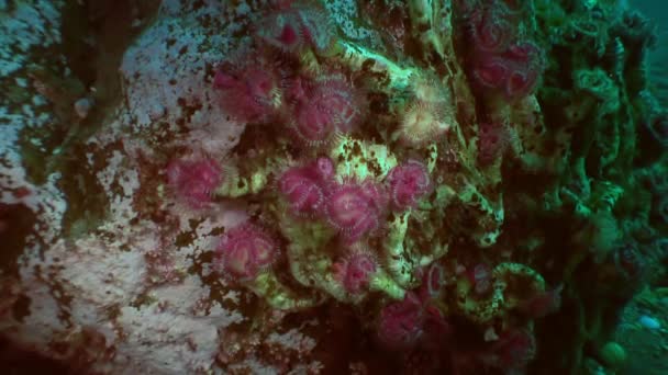 Sea Life Feather Duster Worm on  seabed. — Stock Video