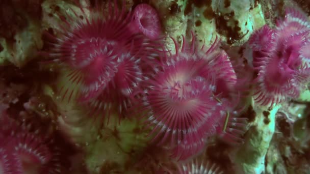 Sea Life dammvippa mask på havsbotten. — Stockvideo