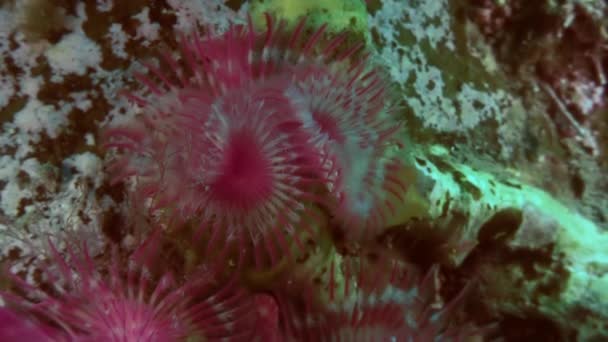 Sea Life Feather Duster Worm on  seabed. — Stock Video