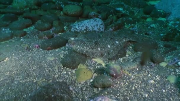 El lenguado en el fondo marino de piedra está buscando comida.. — Vídeos de Stock