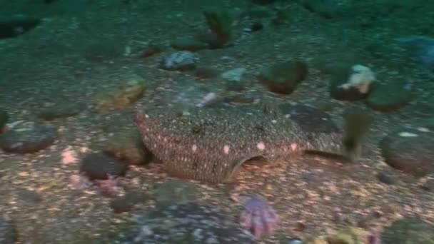 El lenguado en el fondo marino de piedra está buscando comida.. — Vídeo de stock