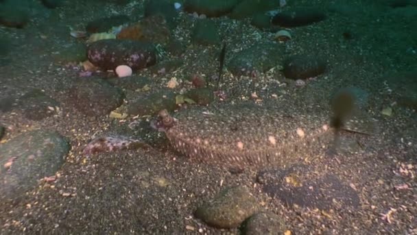 Flounder on the stone seabed is looking for food. — Stock Video