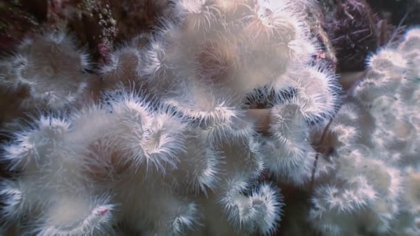 Actinia d'anémones blanches de mer sur un plancher de pierre . — Video