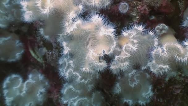 Anémonas blancas del mar actinia en un piso de piedra . — Vídeo de stock