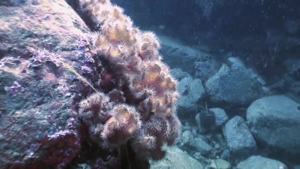 Anémonas blancas del mar actinia en un piso de piedra . — Vídeos de Stock