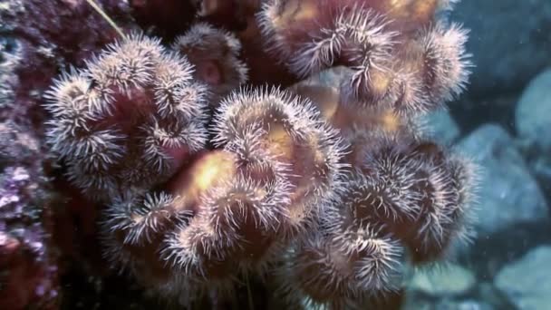 Anémonas blancas del mar actinia en un piso de piedra . — Vídeo de stock