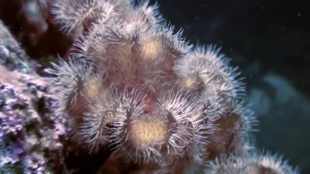 Sea White anemoner Actinia Accommodation på en stengolv. — Stockvideo